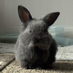 Meet your Posher, Anmol